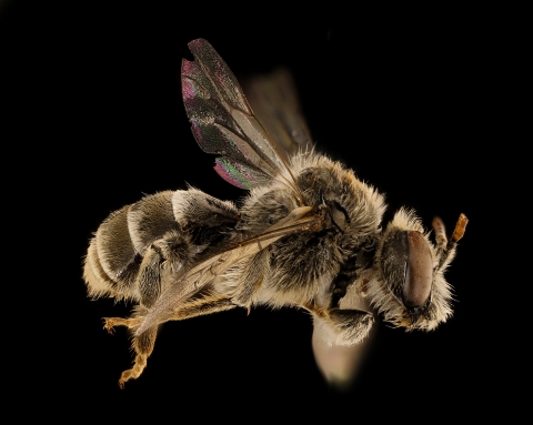 Magnified, close-up, side image of a female Epeoloides pilosulus bee.