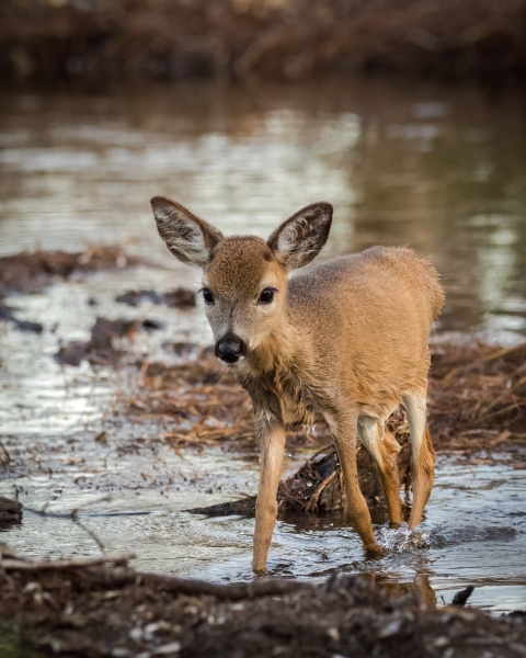 Key deer fawn wading in mangrove tidal creek.