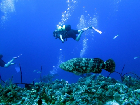 a diver swims above a giant fish over a reef