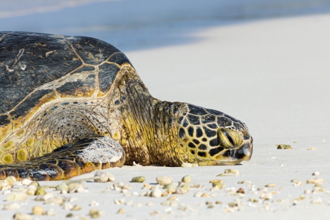 Green sea turtle