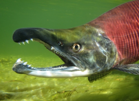 Kokanee salmon, non-anadromous form of sockeye salmon in the Pacific Northwest 