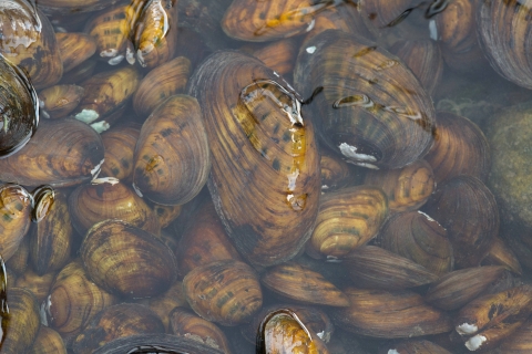 Various species of freshwater mussels from the Allegheny River in Pennsylvania