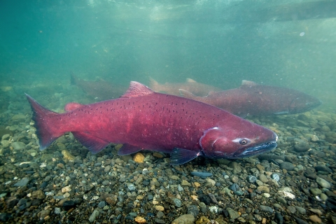 underwater close up view of a run of king salmon