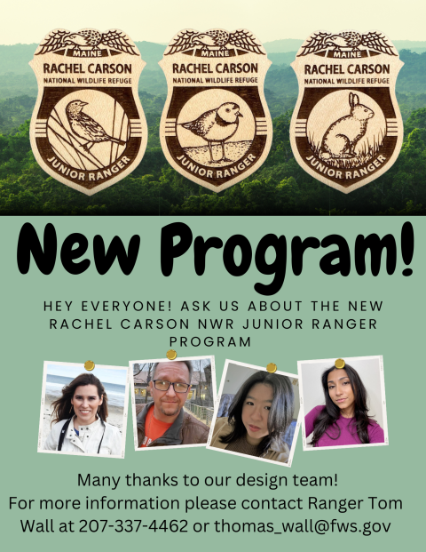 New Junior Ranger Program Flyer with Saltmarsh Sparrow, Piping Plover and New England cottontail badges