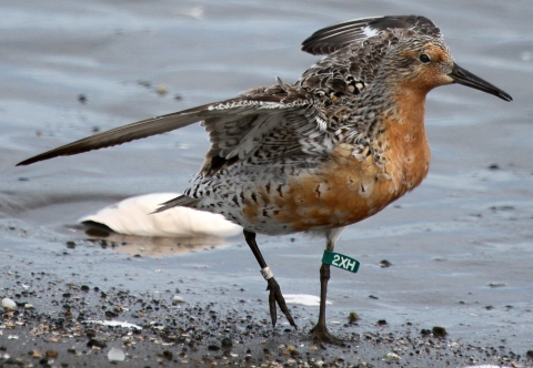 A red knot stands on the sand with its wings splayed.