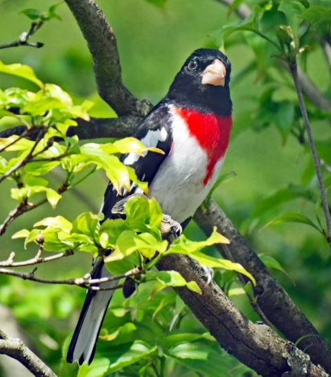 Portrait of a rose-breasted grosbeak, with black head, neck, and wings, and a red and white underside, courtesy of James St. John, Attribution 2.0 Generic (CC BY 2.0)