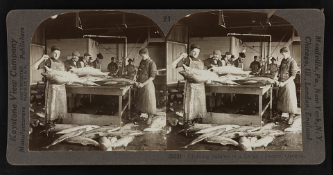 Early noncolor duplicate image card of a salmon cannery with staff members processing salmon.