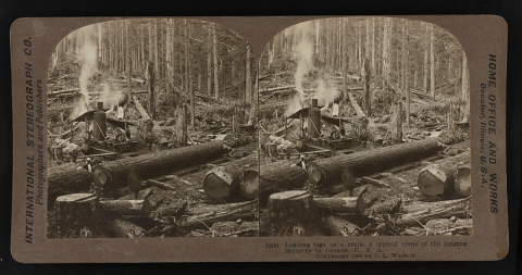 vintage image on a card mount showing double images with logging operations and a train car in 1906. 