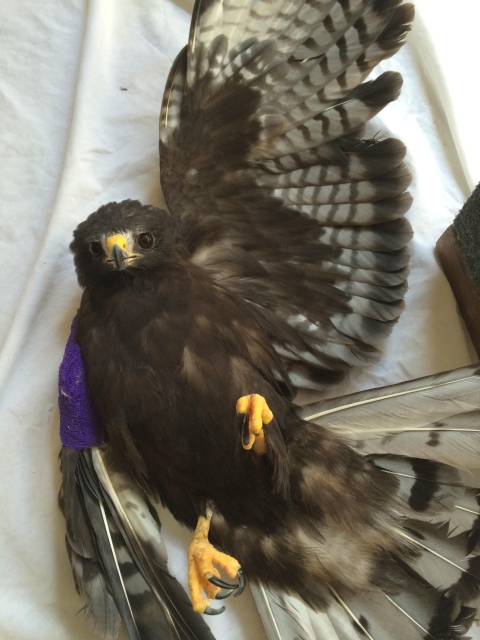 close up of a short-tailed hawk with one wing extended and one bandaged