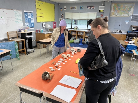 people looking at skulls and nests displayed on a table