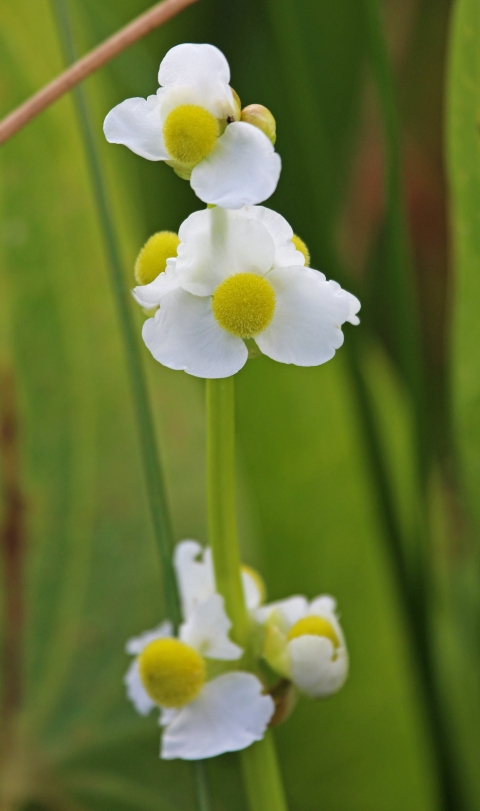 Groups of small, white flowers with three petals and large yellow center along a long, thin, green stem, surrounded by grasses and other stems.