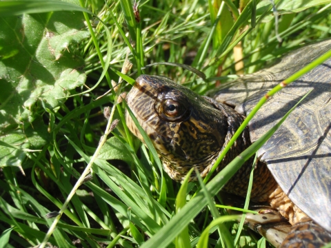 A pond turtle pokes his head out of his shell, surrounded by grass.