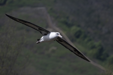 An albatross with a nearly 7 foot wing span soars high over green hills. The original predator exclusion fence is visible in the distance as a jagged out of focus line in the background on the hill side. 