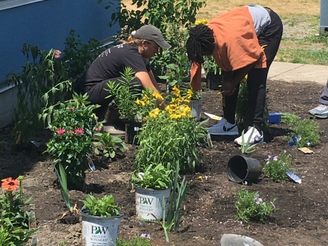 people planting a variety of native plants in soil