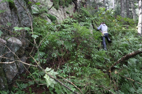 Biologist perched on a steep, vegetation-covered slope