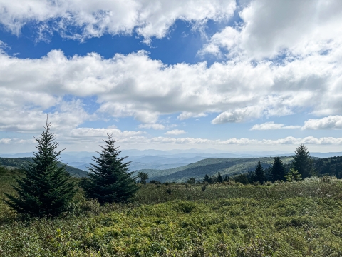 Field with sparse conifer trees, hills in the background, and a partly cloudy sky