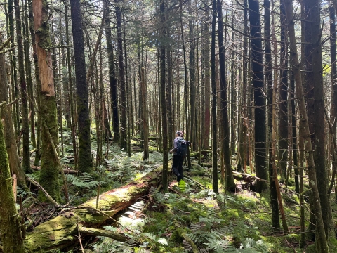 Biologist standing in the middle of a conifer forest with ferns covering the ground