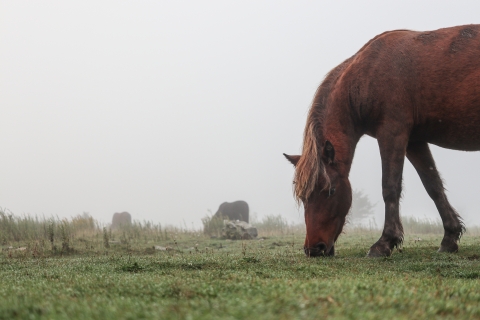 Ponies grazing in a fog-covered field