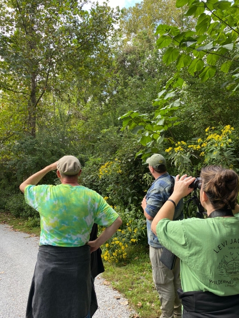 3 people looking up into the tree tops with binoculars