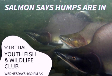 3 salmon with big humps saying "Salmon says humps are in" and "virtual youth fish and wildlife club Wednesdays 430PM Alaska"