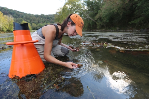U.S. Fish and Wildlife Service biologist Rose Agbalog sorts through the shells of recently dead freshwater mussels at Frost Ford along the Clinch River in Tennessee. 