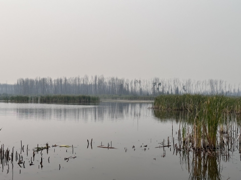 wetlands and marsh