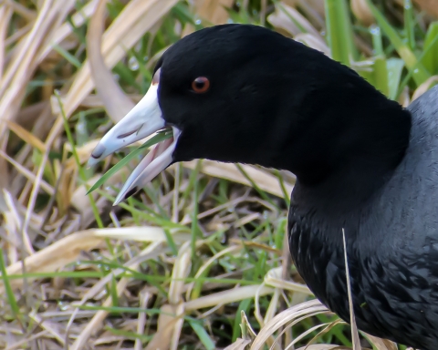 A black feathered bird with a white bill and red eye eats a blade of grass