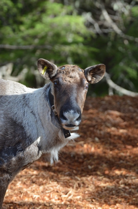Southern Mountain Caribou Make a Comeback | U.S. Fish & Wildlife Service