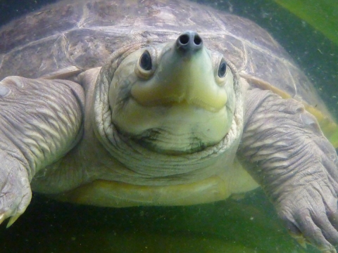 Close up of a batagur turtle underwater