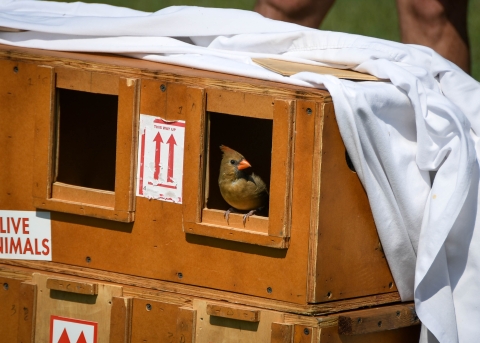 A northern cardinal, one of the species of birds recovered during the investigation into migratory songbird trafficking