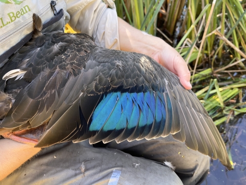 biologist holds a wing of a black duck