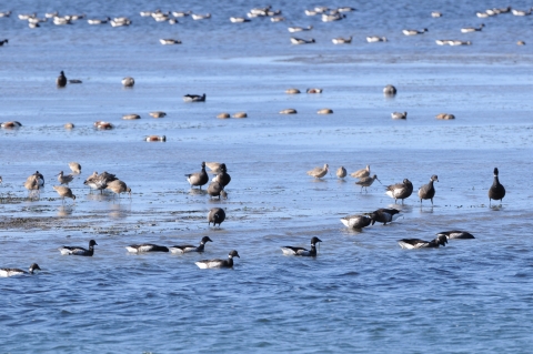 Black Brant Geese and Marbled Godwit Shorebirds feeding together at the bay.