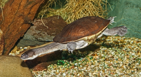 Snake-necked turtle swims underwater
