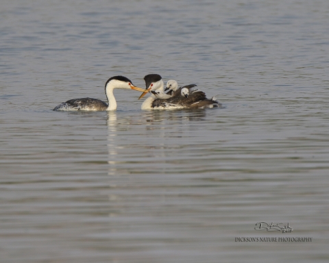 Black and White Birds floating on the water. One on the left has baby birds on it's back.