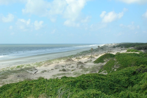 An undeveloped coastal beach, with green vegetation as you move away from the shore.