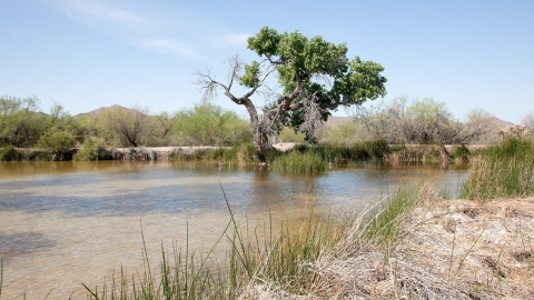 Picture of Quitobaquito spring in Organ Pipe Cactus National Monument