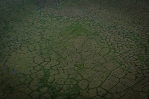 An aerial photo of green polygons, indicating the presence of permafrost, taken above the Coastal Plain near the Arctic Ocean.