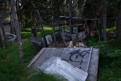 A color photo of Chief Rhonda Pitka's grandmother's fish camp, which has been abandoned for four years due to a lack of salmon on the Yukon River. Buildings are weather-beaten, some laying across the grass while small belongings are strewn on the ground. Boards and metal sheets lay askew beneath the deep green trees.