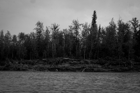 A black and white photo, taken from a boat on the Yukon River, of the river's receding shoreline. The thick tree-line is interspersed with downed and slanted trees, fell or falling due to erosion.