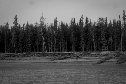 A black and white photo, taken from a boat on the Yukon River, of the river's receding shoreline. The thick tree-line is interspersed with downed and slanted trees, fell or falling due to erosion.