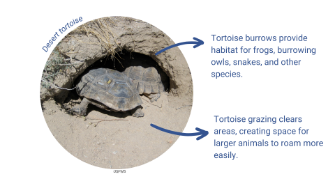 Graphic image of desert tortoises burrowing. It states: tortoise burrows provide habitat for frogs, burrowing owls, snakes, and other species. Tortoise grazing clears areas, creating space for larger animals to roam more easily.