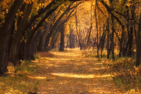 A hiking trail is covered in orange leaves and surrounded by trees with orange leaves