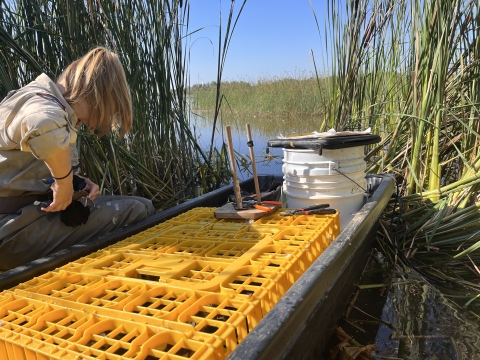 biologist crouches in a marsh with a duck trap