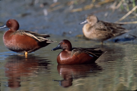 Cinnamon teal ducks