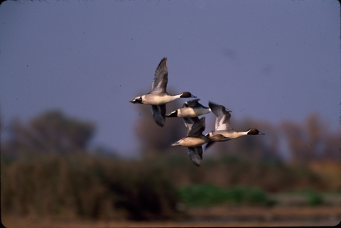 Northern pintail in flight