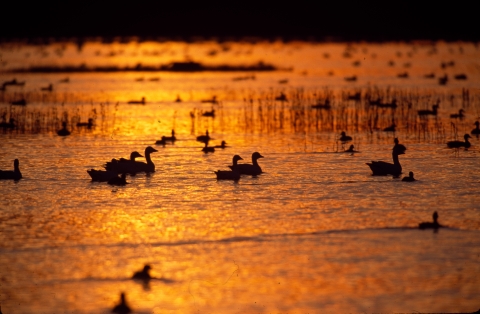 Various waterfowl on lake