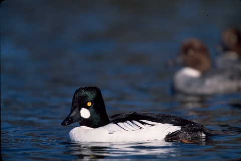 Common goldeneye 