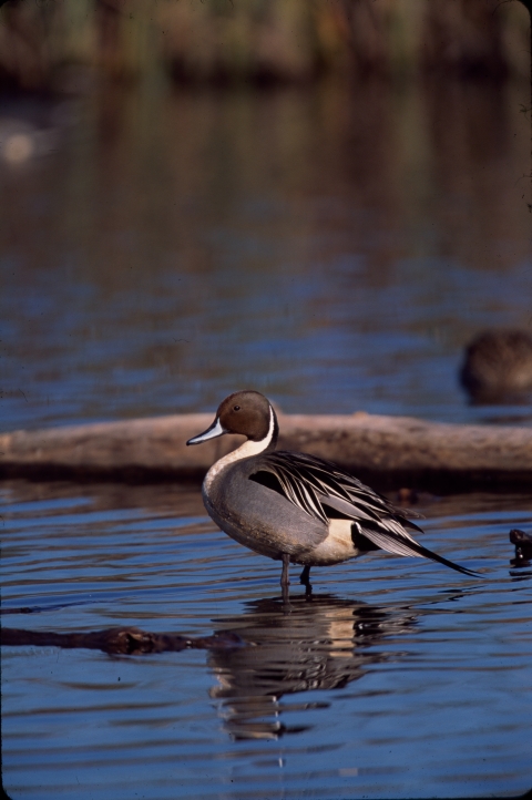 Northern pintail