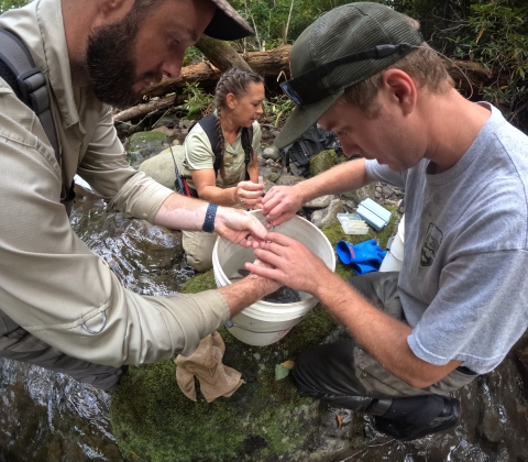 Park Service and Forest Service staff taking fin clippings from brook trout. 