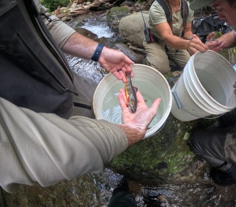 Person holding a Southern Appalachian Brook Trout.